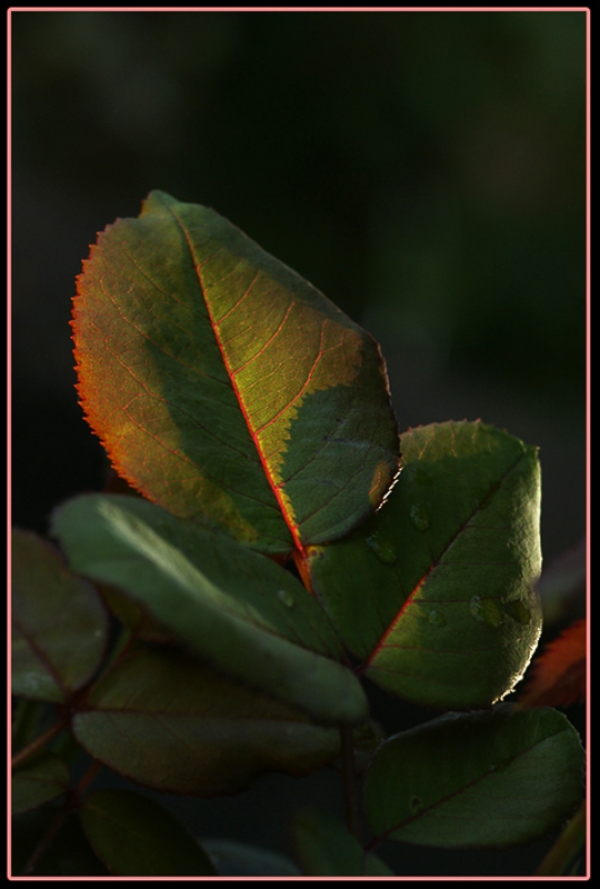 Clicca per l'immagine full size