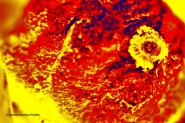 Nome File=2016-1.jpg
Dimensione File=598KB
Dimensioni=1200x798
Data aggiunta=Gen 06, 2016 2016-1.jpg