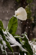 Nome File=Calla~0.jpg
Dimensione File=598KB
Dimensioni=799x1200
Data aggiunta=Gen 07, 2017 Calla~0.jpg