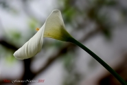 Calla-1.jpg Calla-1.jpg