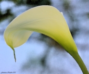 Nome File=Calla-2~0.jpg
Dimensione File=385KB
Dimensioni=959x799
Data aggiunta=Apr 12, 2012 Calla-2~0.jpg