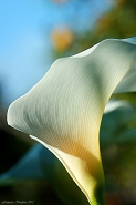 Nome File=Calla-3.jpg
Dimensione File=397KB
Dimensioni=681x1024
Data aggiunta=Apr 19, 2012 Calla-3.jpg