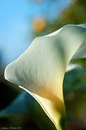 Calla-3.jpg