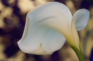 Nome File=Calla.jpg
Dimensione File=392KB
Dimensioni=1024x681
Data aggiunta=Apr 11, 2012 Calla.jpg
