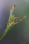 DSC09488-_.jpg