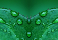 Farfallone-verde.jpg Farfallone-verde.jpg