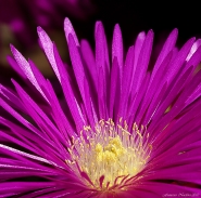 Nome File=Fiore4.jpg
Dimensione File=398KB
Dimensioni=900x892
Data aggiunta=Lug 29, 2011 Fiore4.jpg
