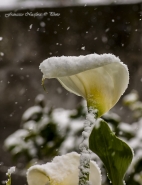 Nome File=Il_Cobra_sotto_la_neve.jpg
Dimensione File=344KB
Dimensioni=925x1200
Data aggiunta=Gen 10, 2017 Il_Cobra_sotto_la_neve.jpg