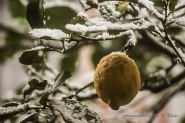Nome File=Limone.jpg
Dimensione File=227KB
Dimensioni=1200x799
Data aggiunta=Gen 09, 2017 Limone.jpg