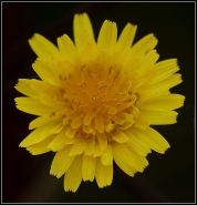 Nome File=Oro-giallo.jpg
Dimensione File=374KB
Dimensioni=931x966
Data aggiunta=Ott 04, 2011 Oro-giallo.jpg