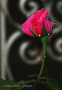 Nome File=Rosa~0.jpg
Dimensione File=385KB
Dimensioni=623x900
Data aggiunta=Dic 15, 2012 Rosa~0.jpg