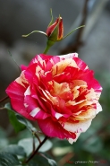 Nome File=Rosa~2.jpg
Dimensione File=571KB
Dimensioni=799x1200
Data aggiunta=Mag 01, 2013 Rosa~2.jpg