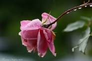 Nome File=Rosa-1.jpg
Dimensione File=376KB
Dimensioni=1024x681
Data aggiunta=Gen 17, 2012 Rosa-1.jpg