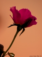 Nome File=Rosa-al-tramonto-___.jpg
Dimensione File=445KB
Dimensioni=761x1024
Data aggiunta=Giu 23, 2012 Rosa-al-tramonto-___.jpg