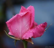 Nome File=Rosa-bagnata.jpg
Dimensione File=395KB
Dimensioni=1024x918
Data aggiunta=Mar 20, 2012 Rosa-bagnata.jpg