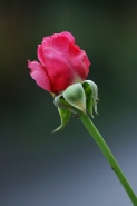Nome File=Semplice_bocciolo_di_Rosa.jpg
Dimensione File=393KB
Dimensioni=682x1024
Data aggiunta=Ott 26, 2011 Semplice_bocciolo_di_Rosa.jpg