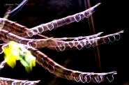Tentacoli.jpg Tentacoli.jpg