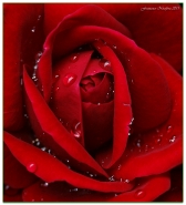 Nome File=Un-cuore-tutto-rosso_.jpg
Dimensione File=298KB
Dimensioni=729x800
Data aggiunta=Mag 29, 2011 Un-cuore-tutto-rosso_.jpg