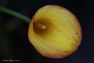 calla-colorata-2.jpg