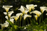 Filename=calle.jpg
Filesize=578KB
Dimensions=1200x800
Date added=Apr 08, 2022 calle.jpg