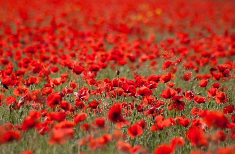 Clicca per l'immagine full size