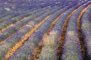 Nome File=lavanda.jpg
Dimensione File=435KB
Dimensioni=1024x683
Data aggiunta=Lug 23, 2012 lavanda.jpg