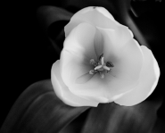 Nome File=calla.jpg
Dimensione File=196KB
Dimensioni=800x646
Data aggiunta=Ott 19, 2011 calla.jpg