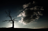 Nome File=The_Hanging_Tree.jpg
Dimensione File=161KB
Dimensioni=1024x683
Data aggiunta=Mag 30, 2012 The_Hanging_Tree.jpg