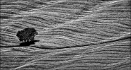 Nome File=alberino12.jpg
Dimensione File=249KB
Dimensioni=652x349
Data aggiunta=Lug 30, 2011 alberino12.jpg