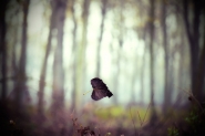 Nature_0137.jpg Nature_0137.jpg