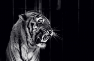 Tiger_385.jpg Tiger_385.jpg
