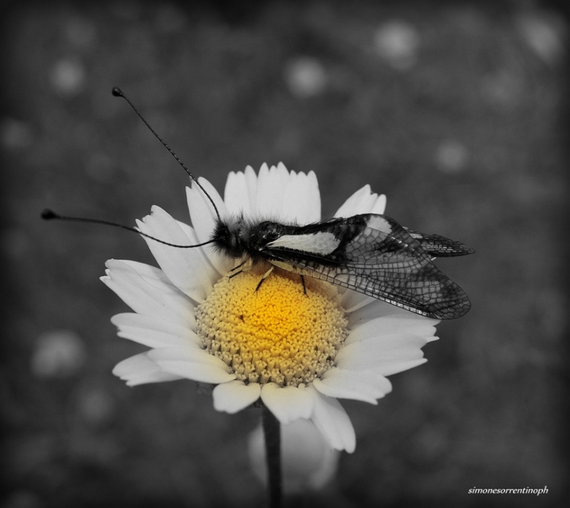 Clicca per l'immagine full size