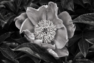 Nome File=microm_peonia.jpg
Dimensione File=177KB
Dimensioni=1024x685
Data aggiunta=Mag 17, 2012 microm_peonia.jpg