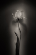 tulip.jpg
