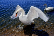 Nome File=CIGNO.jpg
Dimensione File=93KB
Dimensioni=1181x782
Data aggiunta=Nov 06, 2011 CIGNO.jpg
