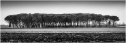 Nome File=Macchia_a_Massaciuccoli.jpg
Dimensione File=251KB
Dimensioni=900x314
Data aggiunta=Feb 18, 2012 Macchia_a_Massaciuccoli.jpg