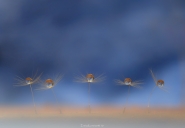 Nome File=20180731_9568ballerine.jpg
Dimensione File=228KB
Dimensioni=1200x833
Data aggiunta=Ago 14, 2018 20180731_9568ballerine.jpg