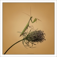 Nome File=20190902_5468-copia-cornicemicro.jpg
Dimensione File=362KB
Dimensioni=1200x1200
Data aggiunta=Set 12, 2019 20190902_5468-copia-cornicemicro.jpg