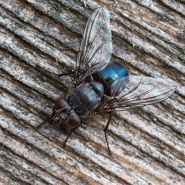 1200_the_fly.jpg 1200_the_fly.jpg