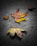 Nome File=Autunno_Colors.jpg
Dimensione File=473KB
Dimensioni=981x1200
Data aggiunta=Feb 18, 2012 Autunno_Colors.jpg