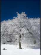 Appennino_albero_innevato.jpg