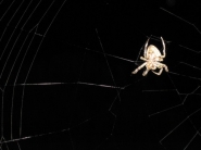 Nome File=spider_web.jpg
Dimensione File=22KB
Dimensioni=500x375
Data aggiunta=Feb 08, 2012 spider_web.jpg
