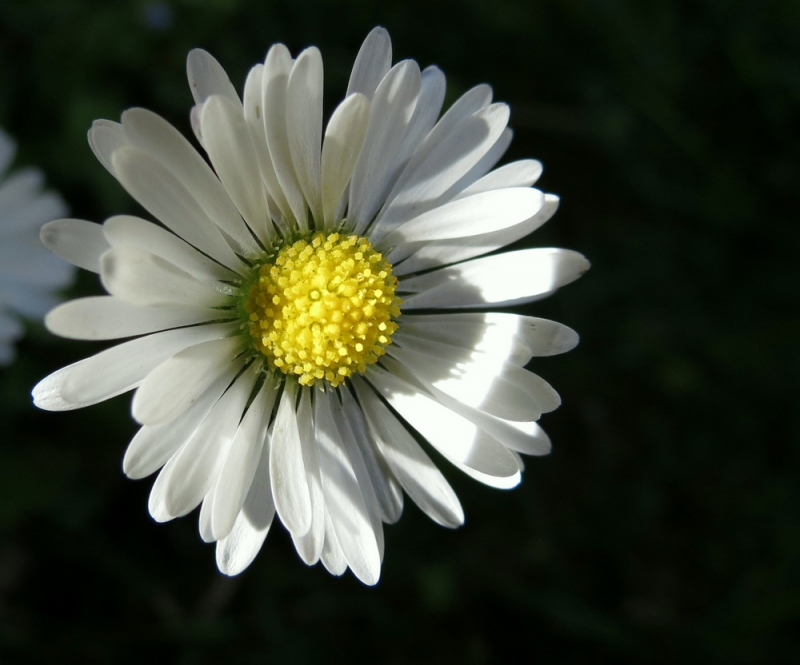 Clicca per l'immagine full size