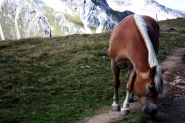 cavallo.jpg cavallo.jpg