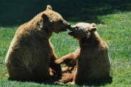 bacio_tra_orsi_mm_1.jpg bacio_tra_orsi_mm_1.jpg