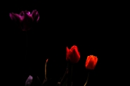 Nome File=tulipani_il_fiore_assente_2.jpg
Dimensione File=77KB
Dimensioni=1200x800
Data aggiunta=Mag 01, 2012 tulipani_il_fiore_assente_2.jpg