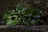 1024Natura.jpg
