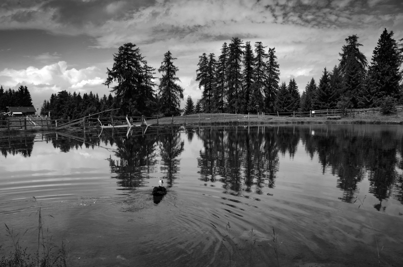 Clicca per l'immagine full size