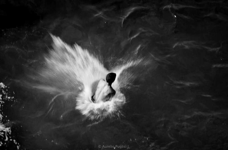 Clicca per l'immagine full size