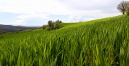 Nome File=grano_e_vento_web.jpg
Dimensione File=355KB
Dimensioni=800x415
Data aggiunta=Apr 08, 2012 grano_e_vento_web.jpg